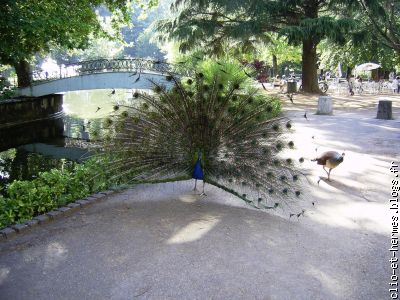Un paon dans le jardin du palais de Cristal